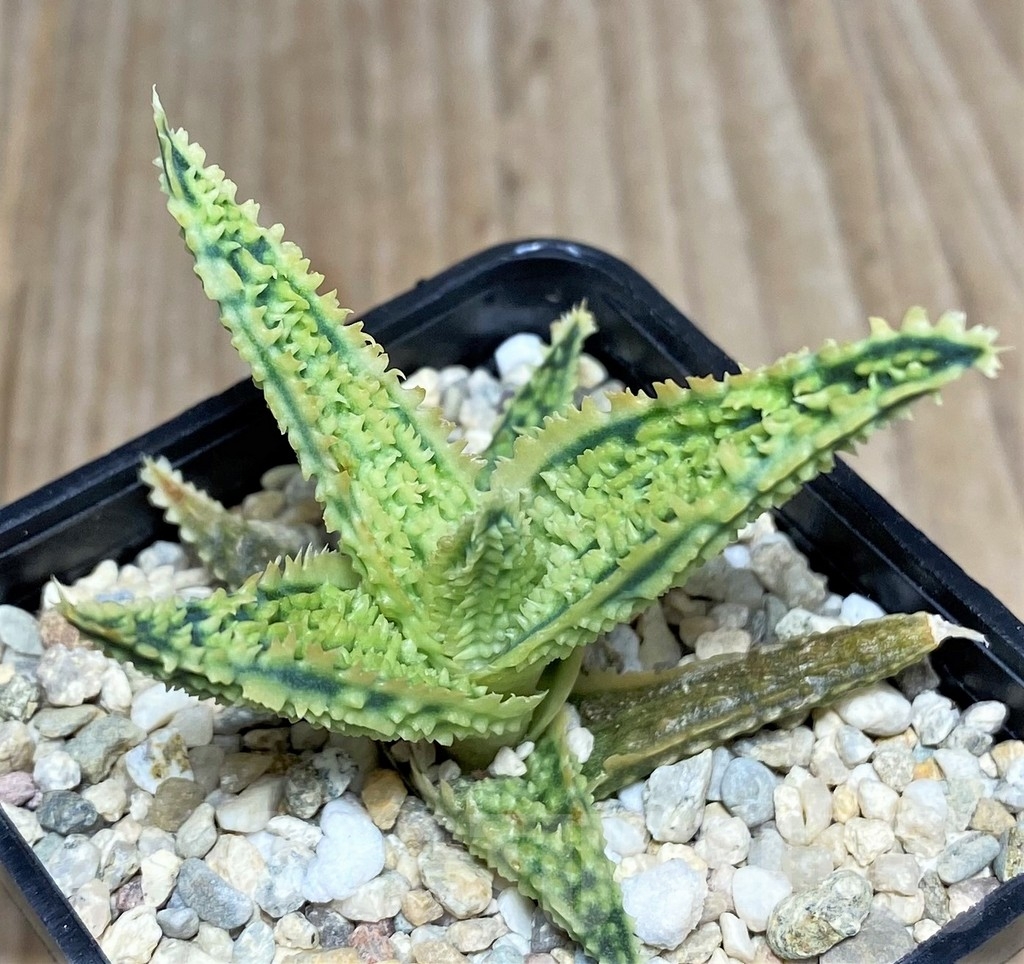 SHPR19840 Aloe TCT hybrid – Image 3