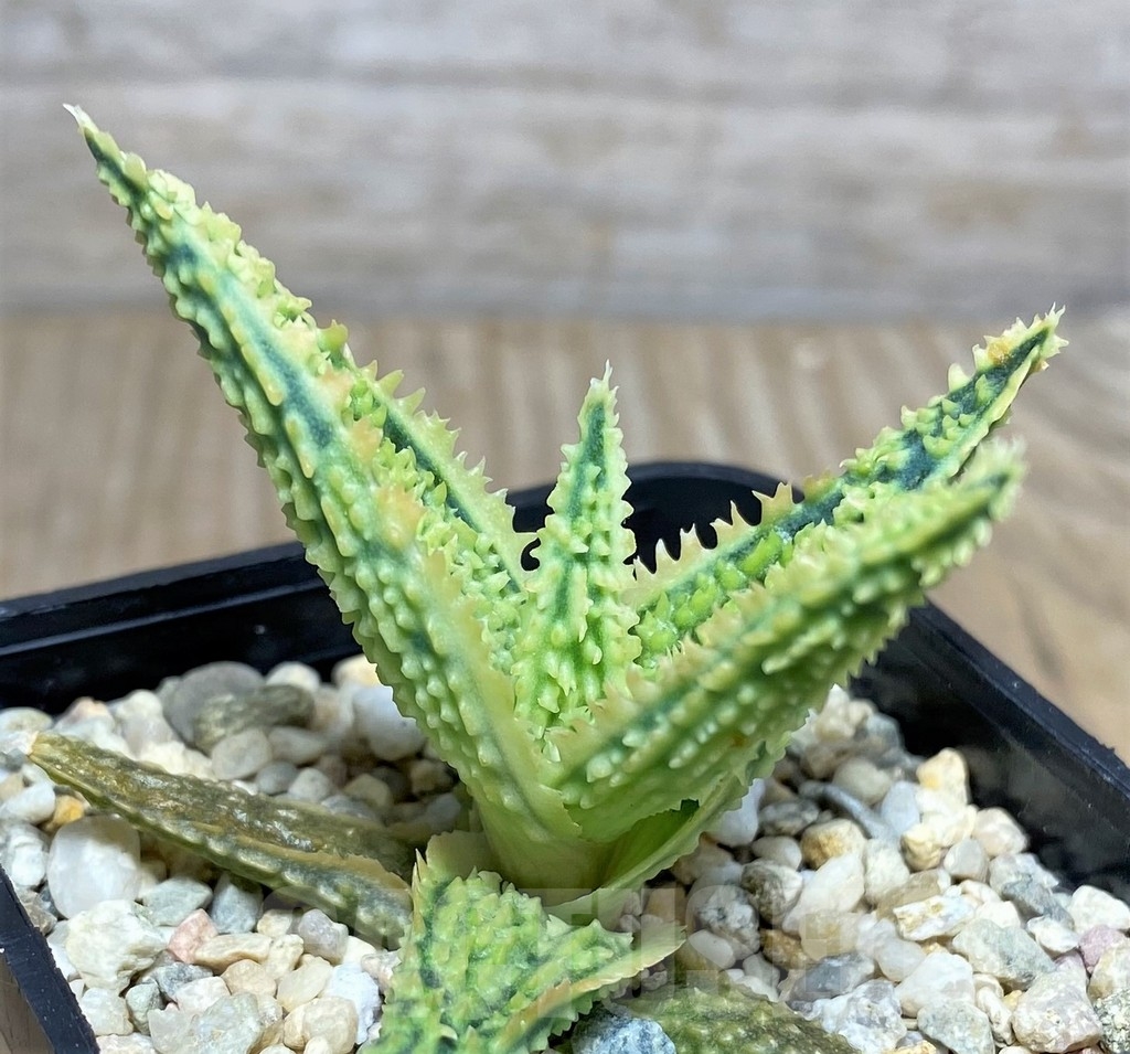 SHPR19840 Aloe TCT hybrid – Image 2