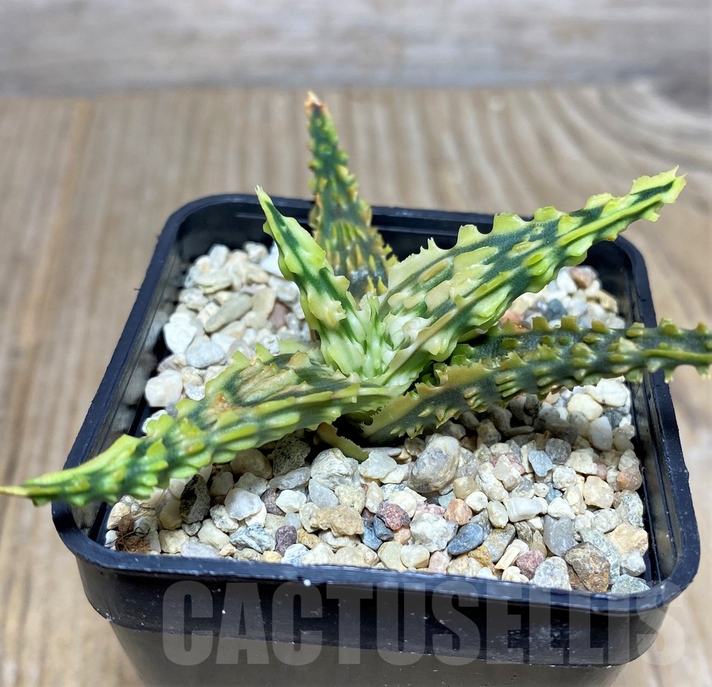 SHPR19842 Aloe TCT hybrid - Image 2