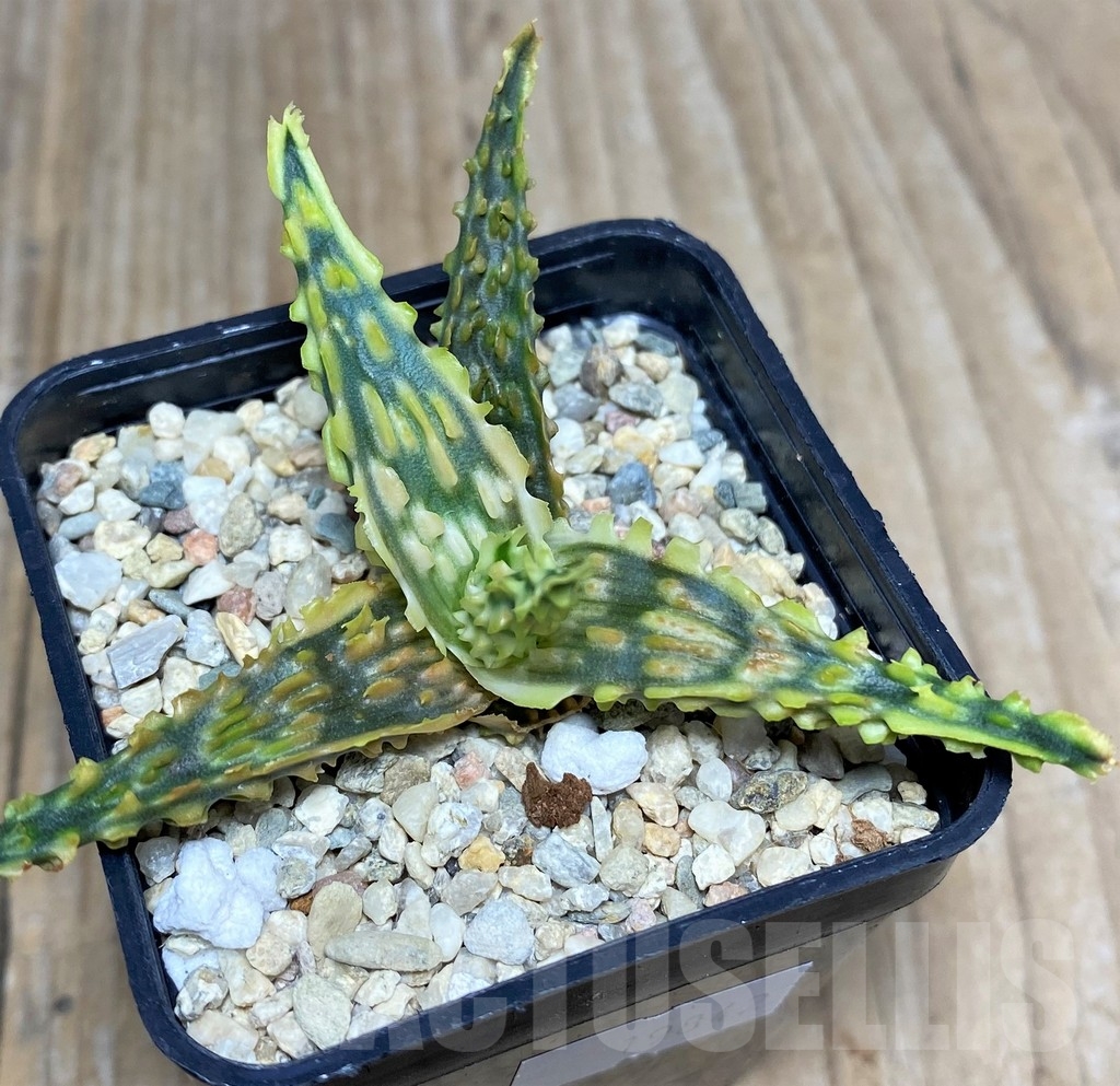 SHPR19842 Aloe TCT hybrid - Image 3