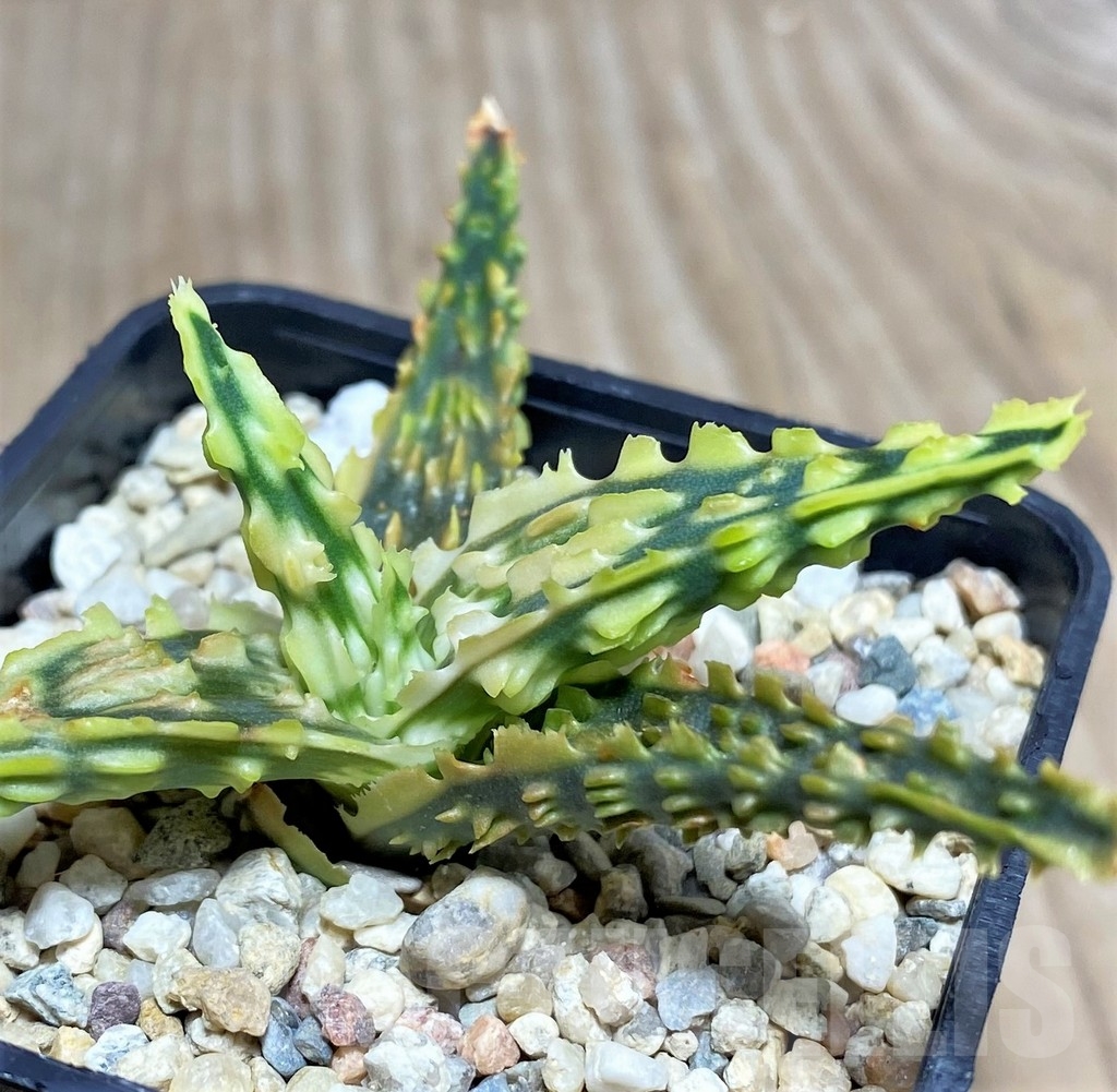 SHPR19842 Aloe TCT hybrid