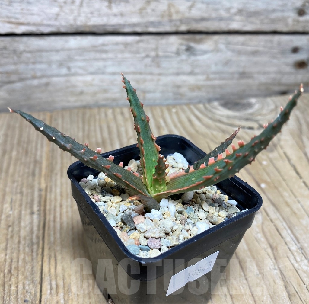 SHPR19843 Aloe TCT hybrid - Image 2