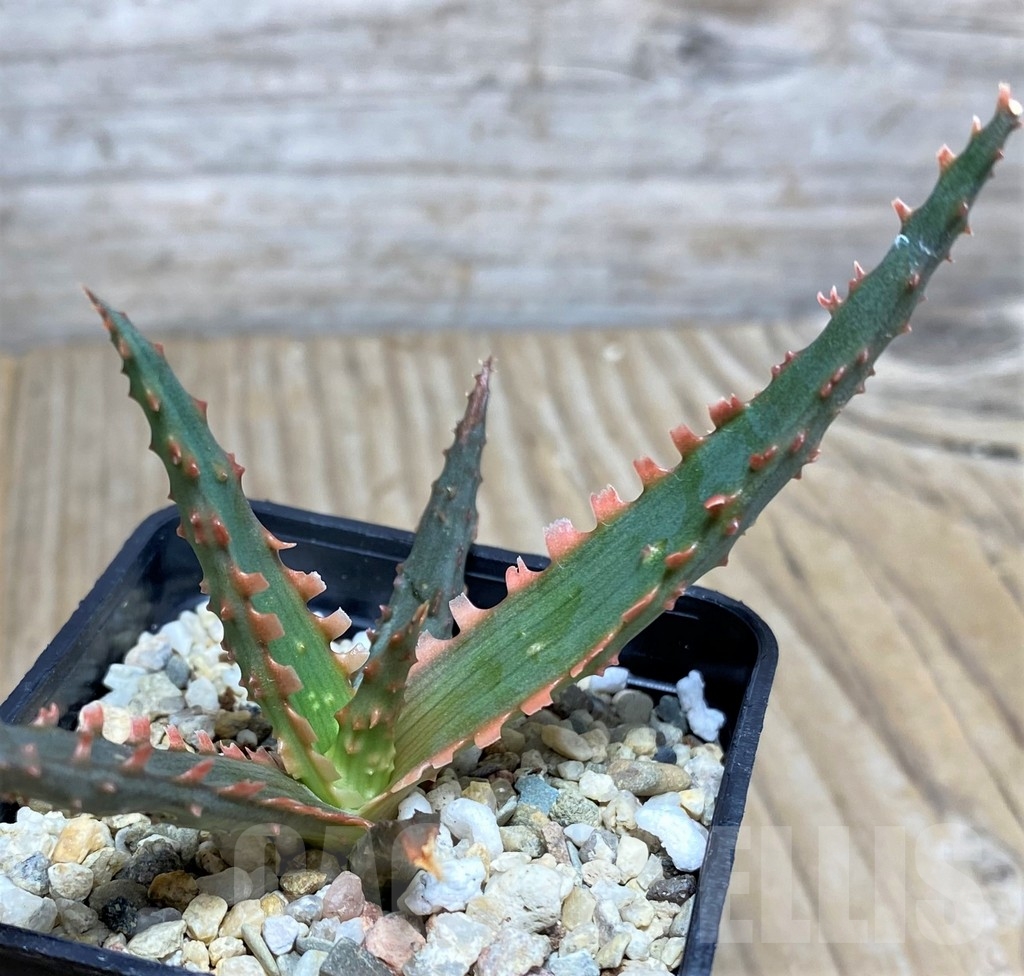SHPR19843 Aloe TCT hybrid