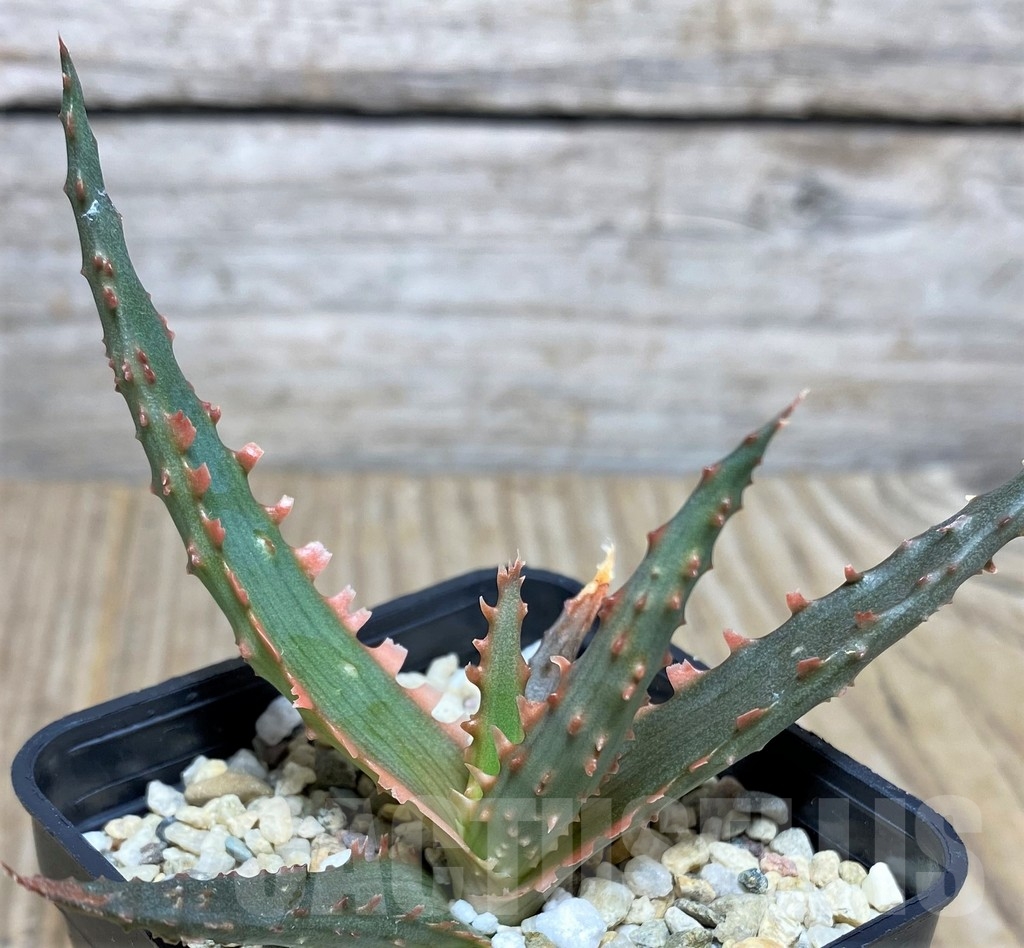 SHPR19843 Aloe TCT hybrid - Image 3