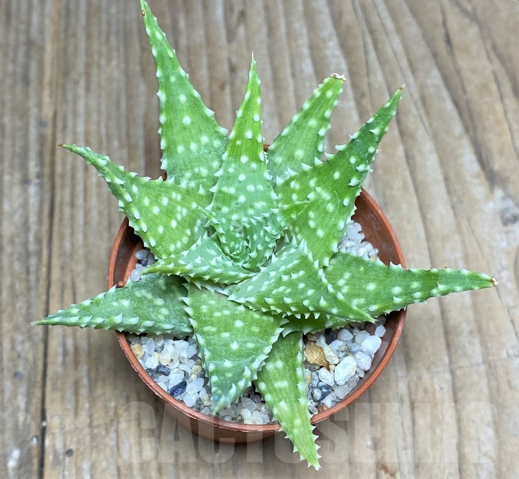 SHPR19845 Aloe humilis hybrid - Image 2