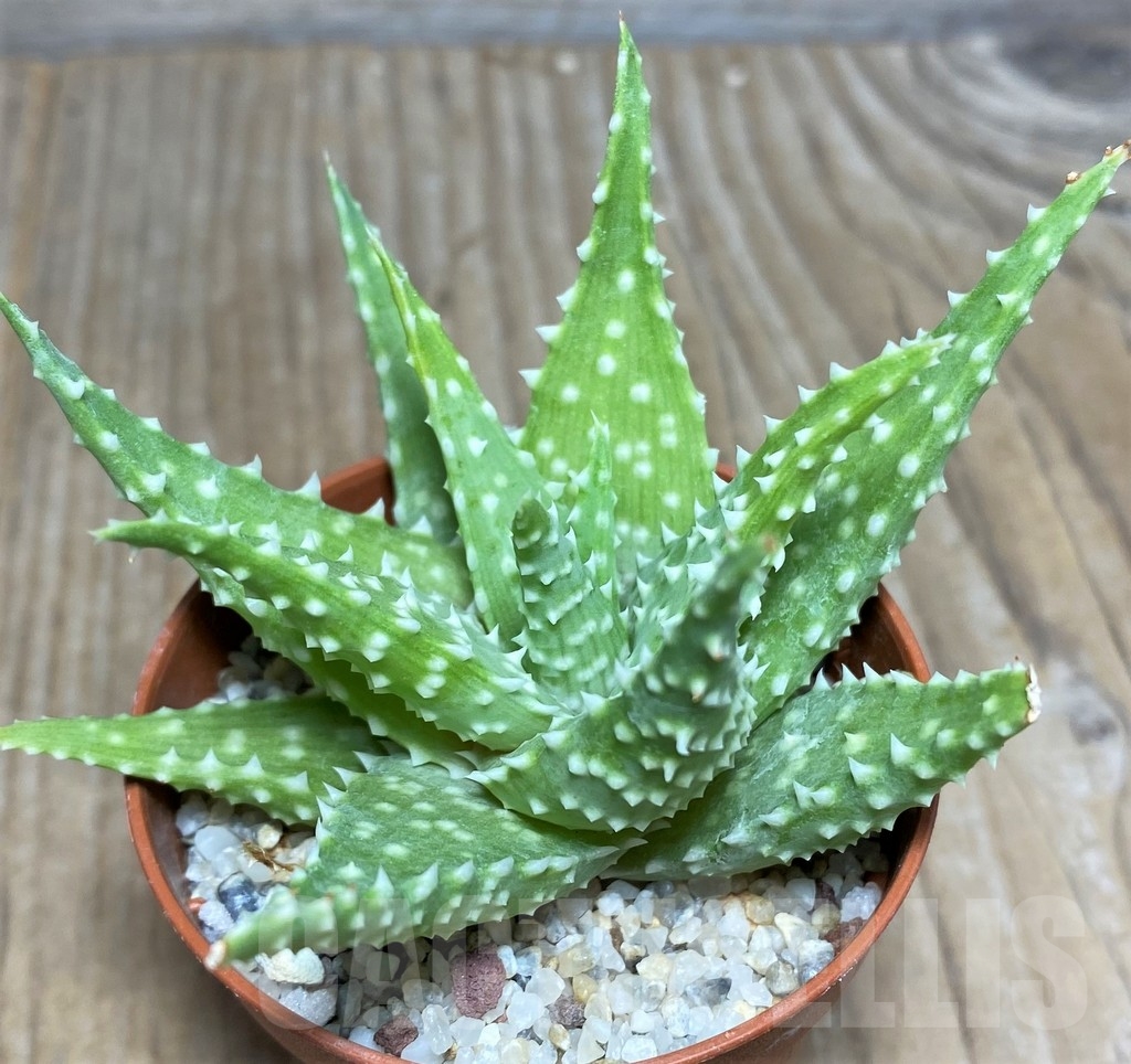 SHPR19845 Aloe humilis hybrid