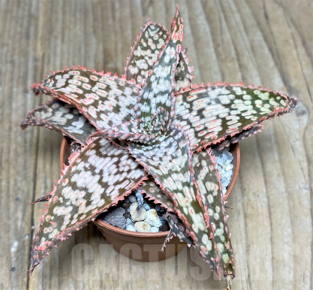 SHPR19846 Aloe hybrid - immagine 2