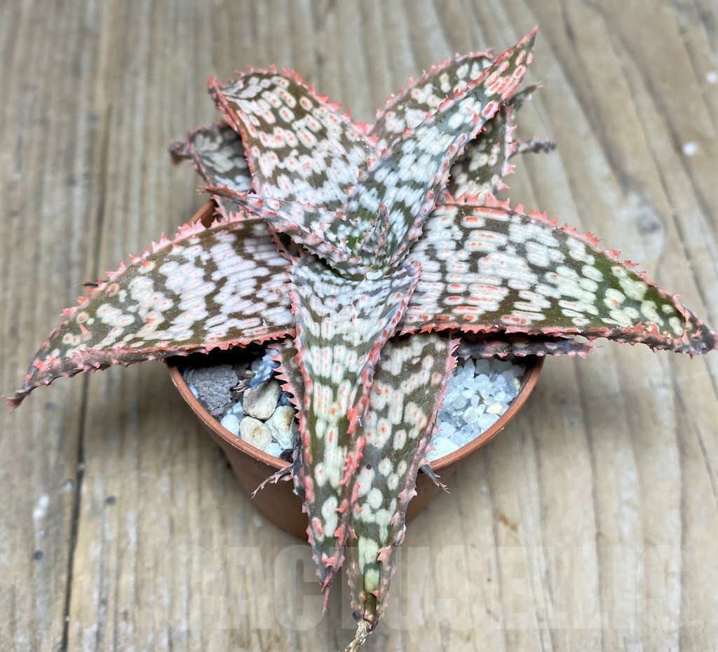 SHPR19846 Aloe hybrid - immagine 3