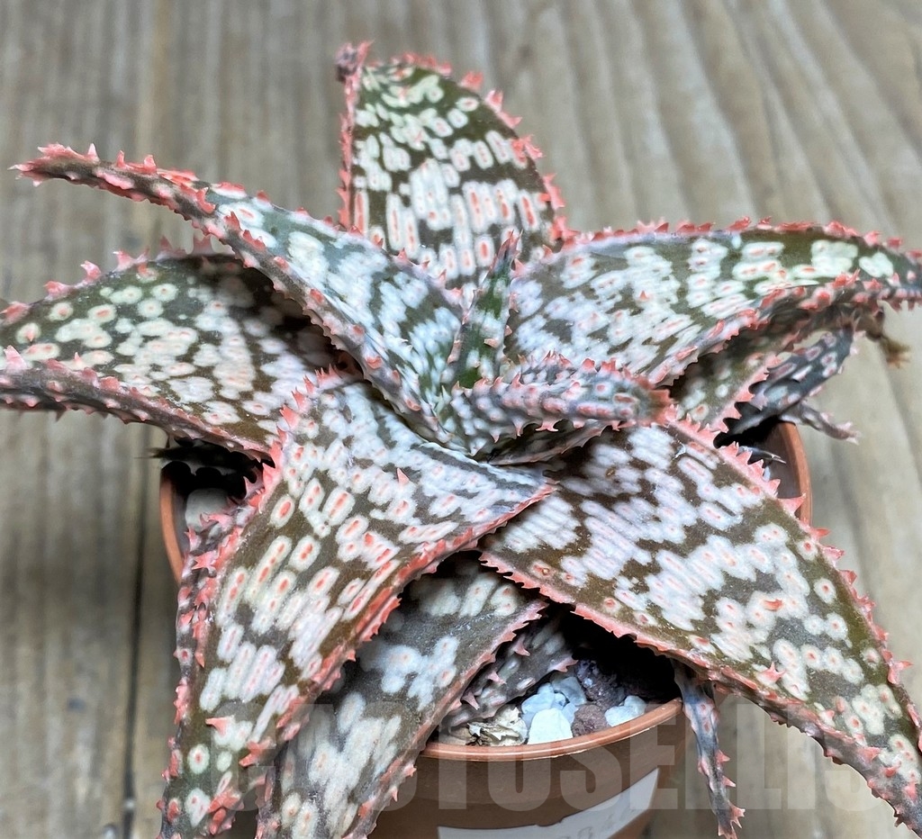 SHPR19846 Aloe hybrid