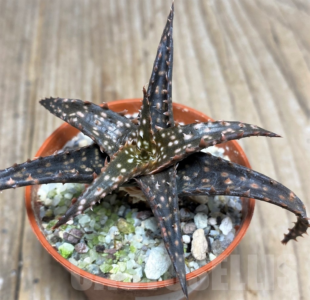 SHPR19847 Aloe bakeri hybrid - Image 2