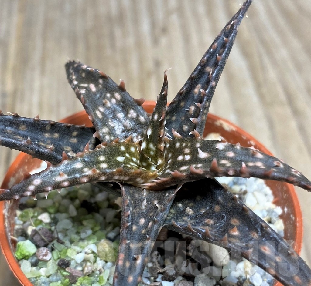 SHPR19847 Aloe bakeri hybrid