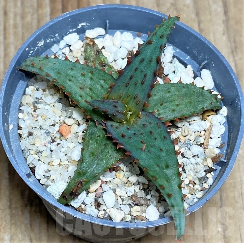 SHPR19848 Aloe castilloniae hybrid - immagine 2
