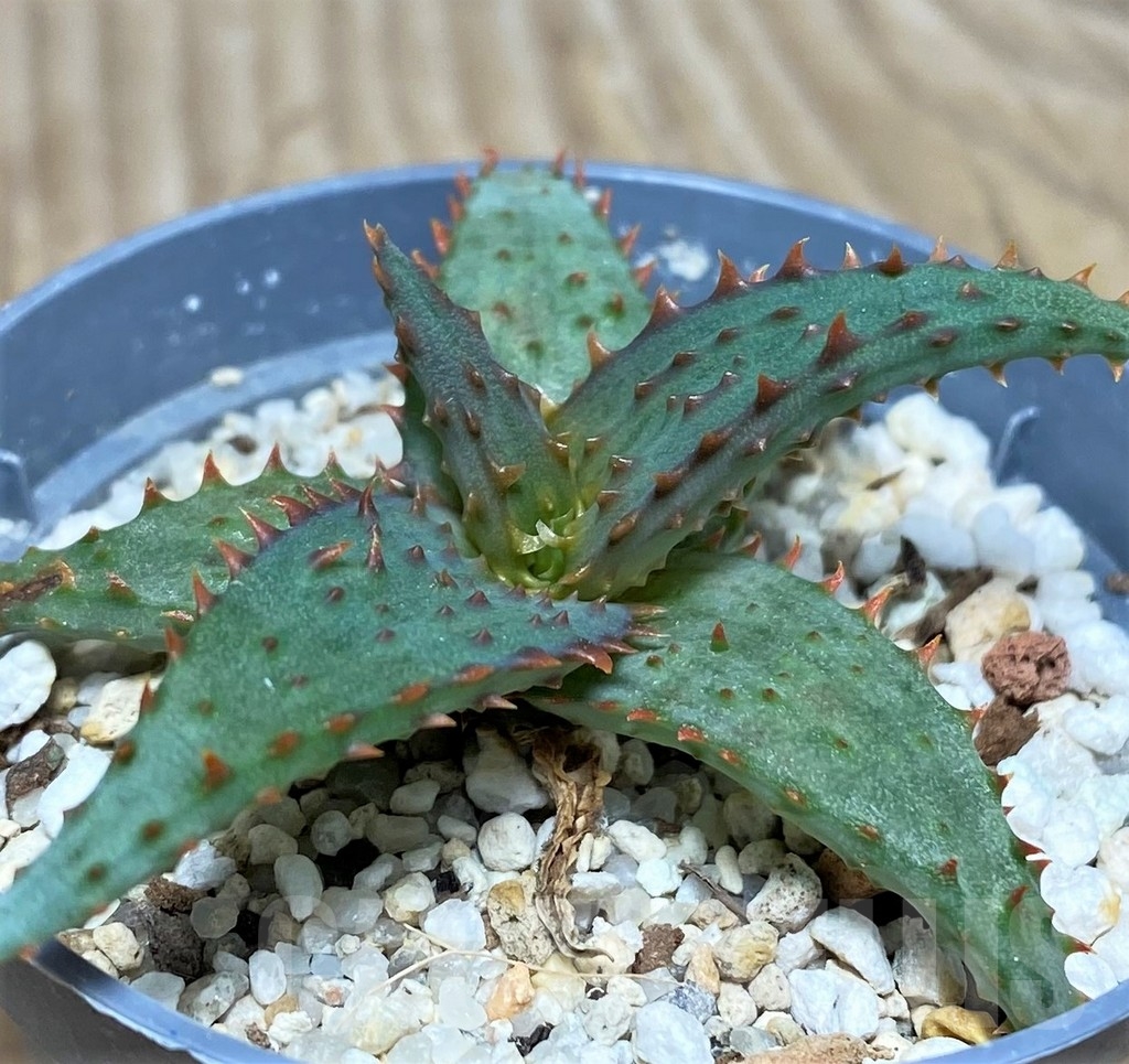 SHPR19848 Aloe castilloniae hybrid