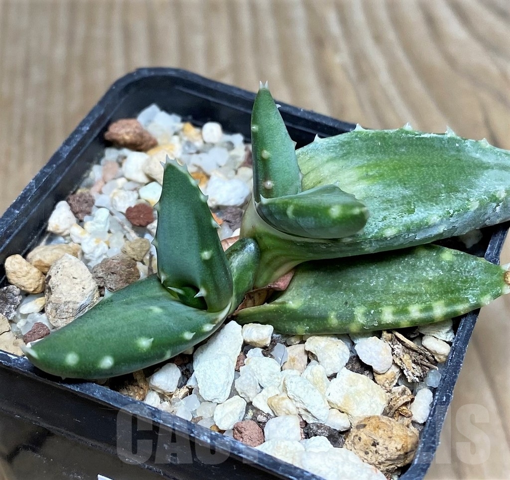 SHPR19849 Aloe meyeri - immagine 2