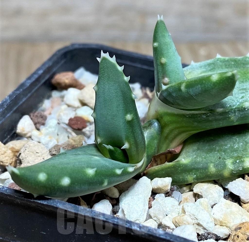 SHPR19849 Aloe meyeri