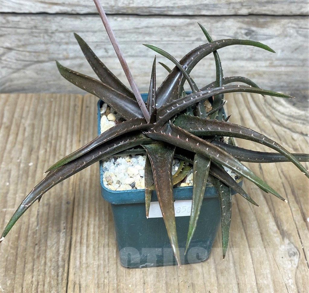 SHPR19850 Aloe aff. boiteaui - immagine 2