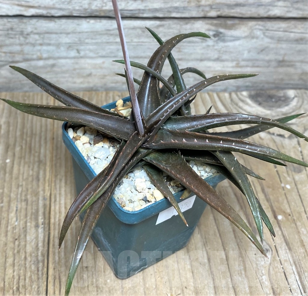 SHPR19850 Aloe aff. boiteaui - immagine 3