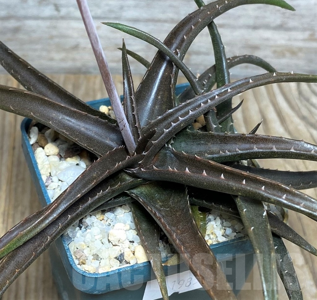 SHPR19850 Aloe aff. boiteaui