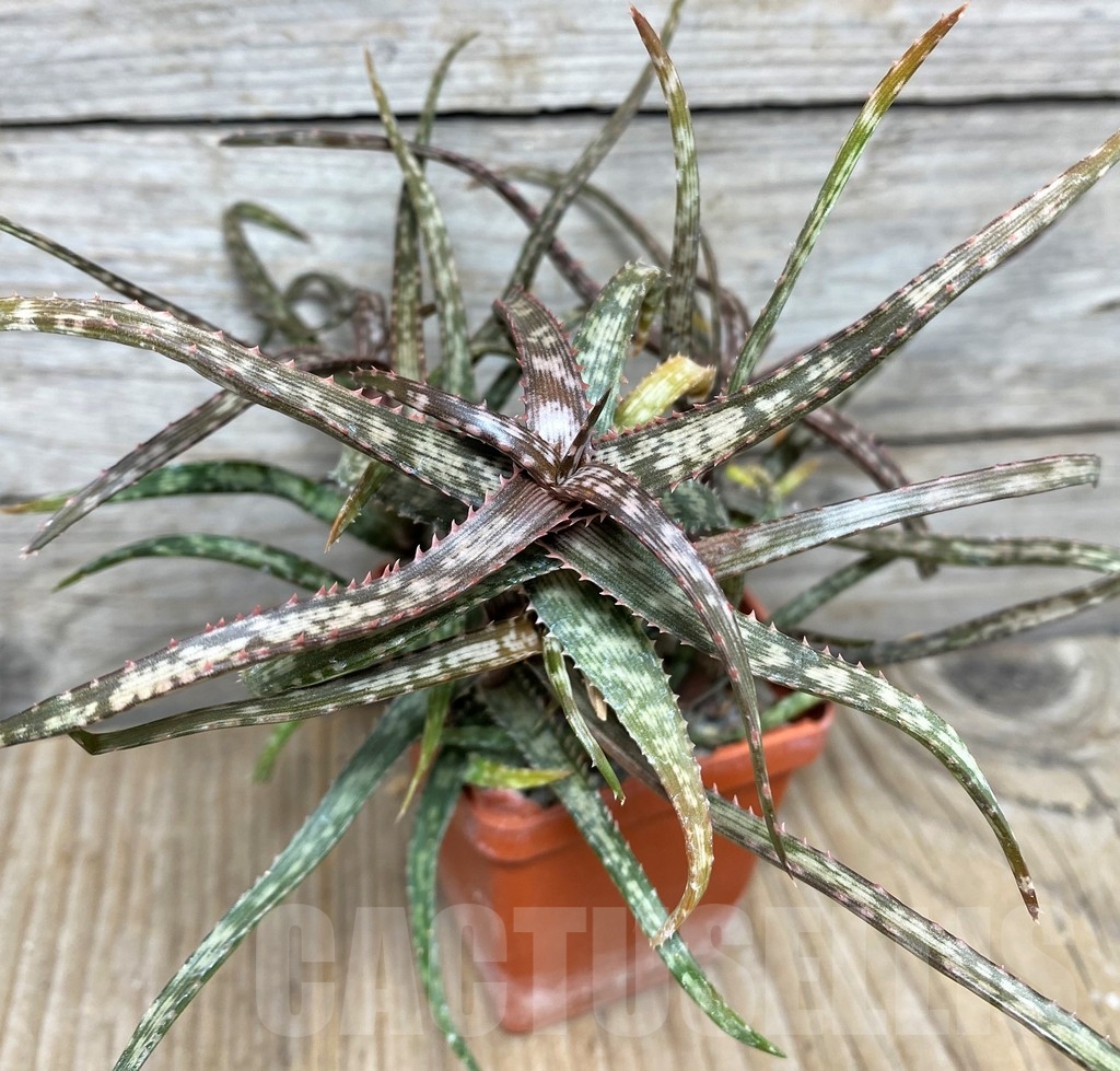 SHPR19851 Aloe bakeri -Madagascar- - Image 2