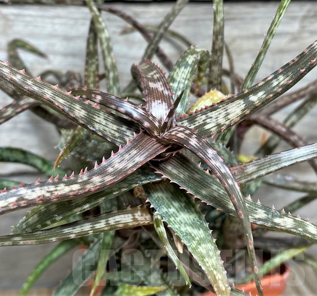 SHPR19851 Aloe bakeri -Madagascar-