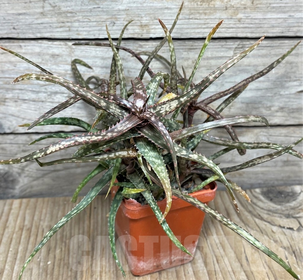 SHPR19851 Aloe bakeri -Madagascar- - Image 3