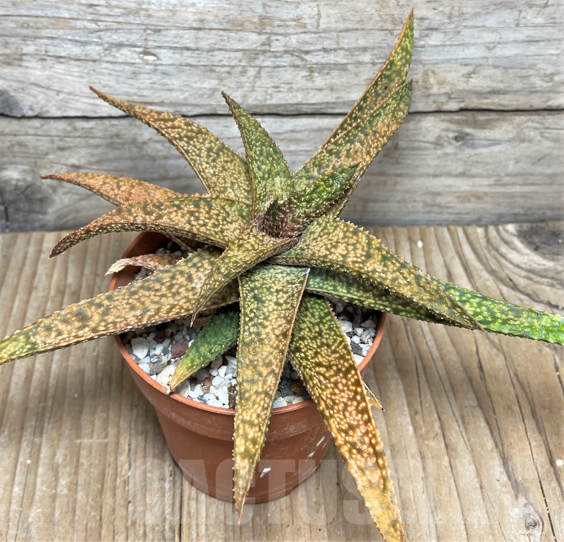 SHPR19853 Aloe ‘Vito’ x Gasteria armstrongii - Obrázek 2