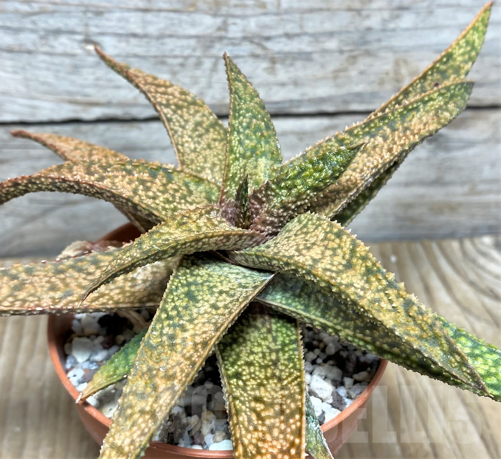 SHPR19853 Aloe ‘Vito’ x Gasteria armstrongii
