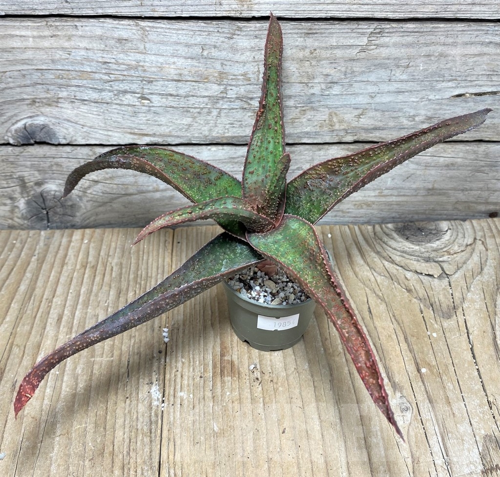 SHPR19854 Aloe ‘Vito’ x Gasteria armstrongii - Image 2