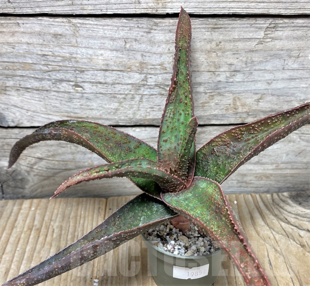 SHPR19854 Aloe ‘Vito’ x Gasteria armstrongii