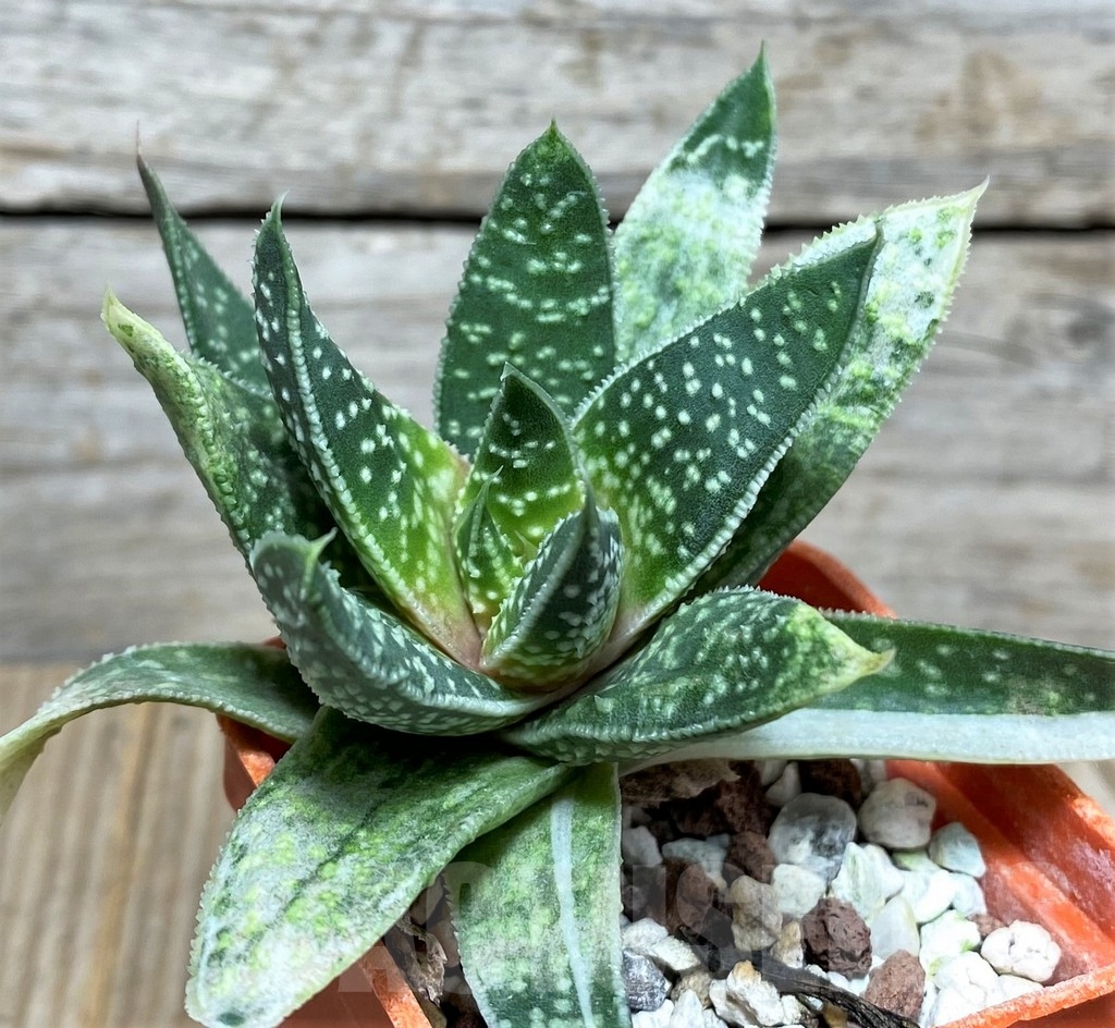 SHPR19855 Aloe mitriformis ex variegata - Image 3