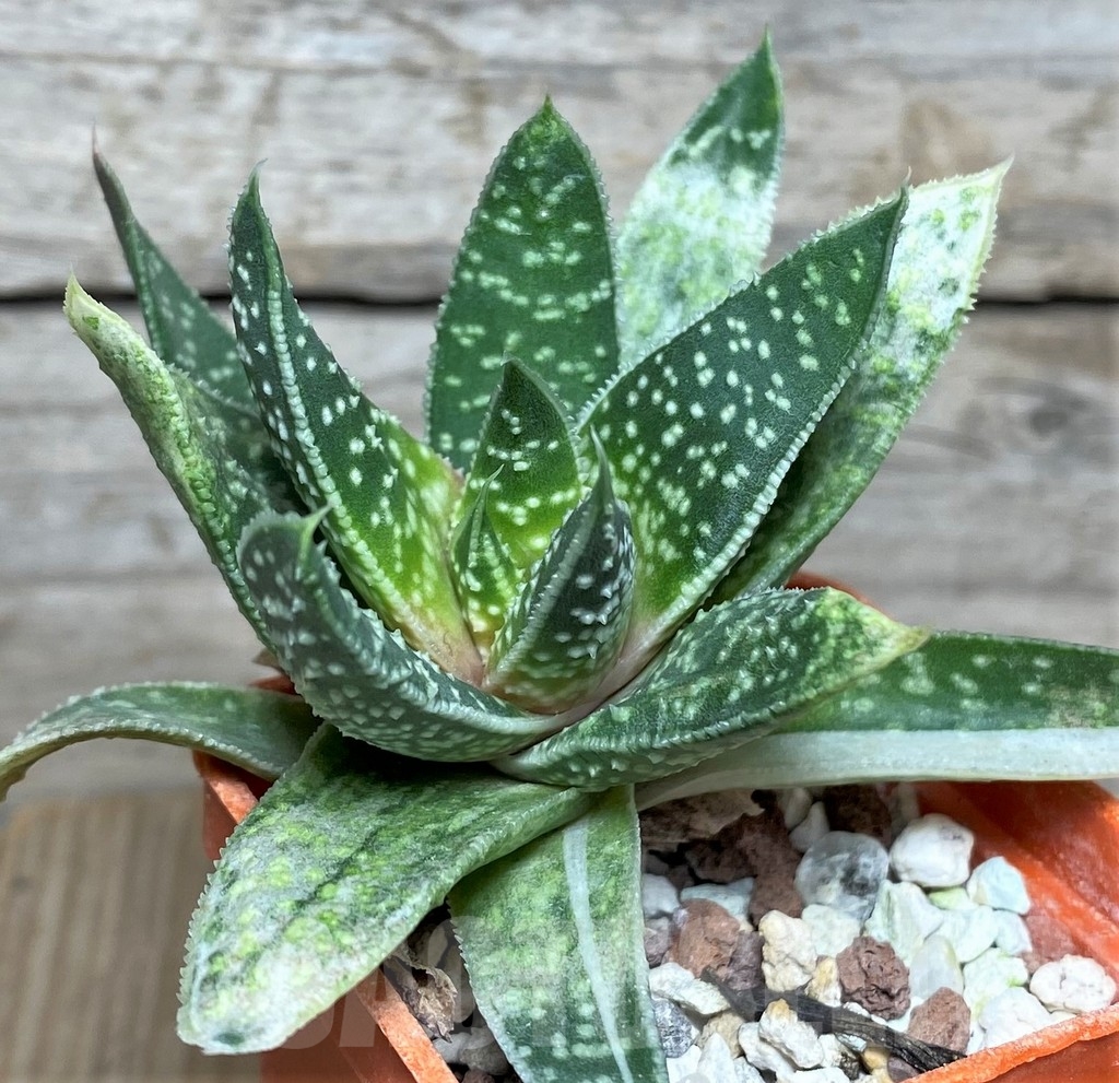 SHPR19855 Aloe mitriformis ex variegata - Image 2