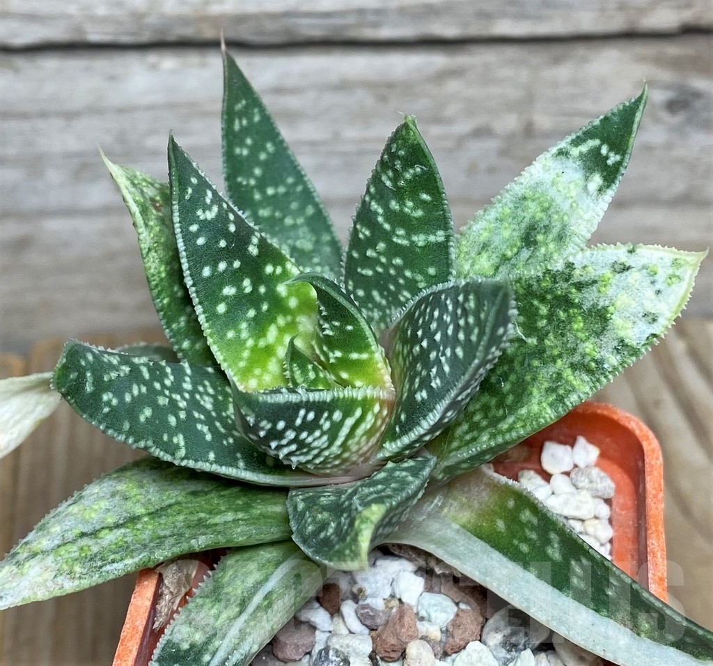 SHPR19855 Aloe mitriformis ex variegata