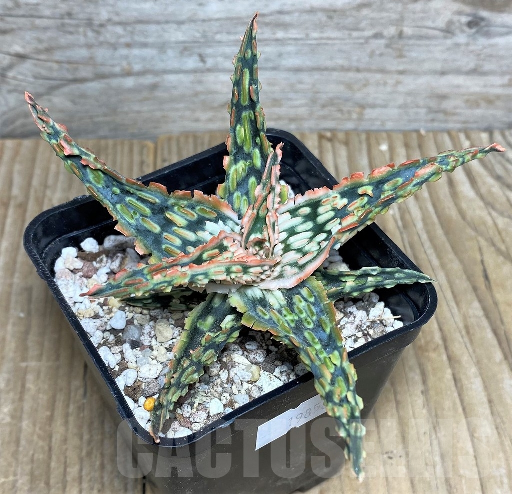 SHPR19858 Aloe TCT 100 Original - Image 2