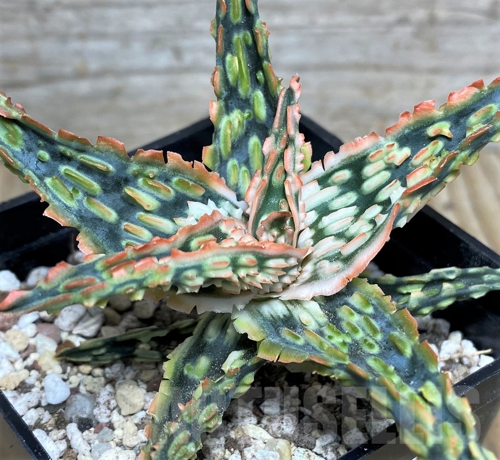 SHPR19858 Aloe TCT 100 Original