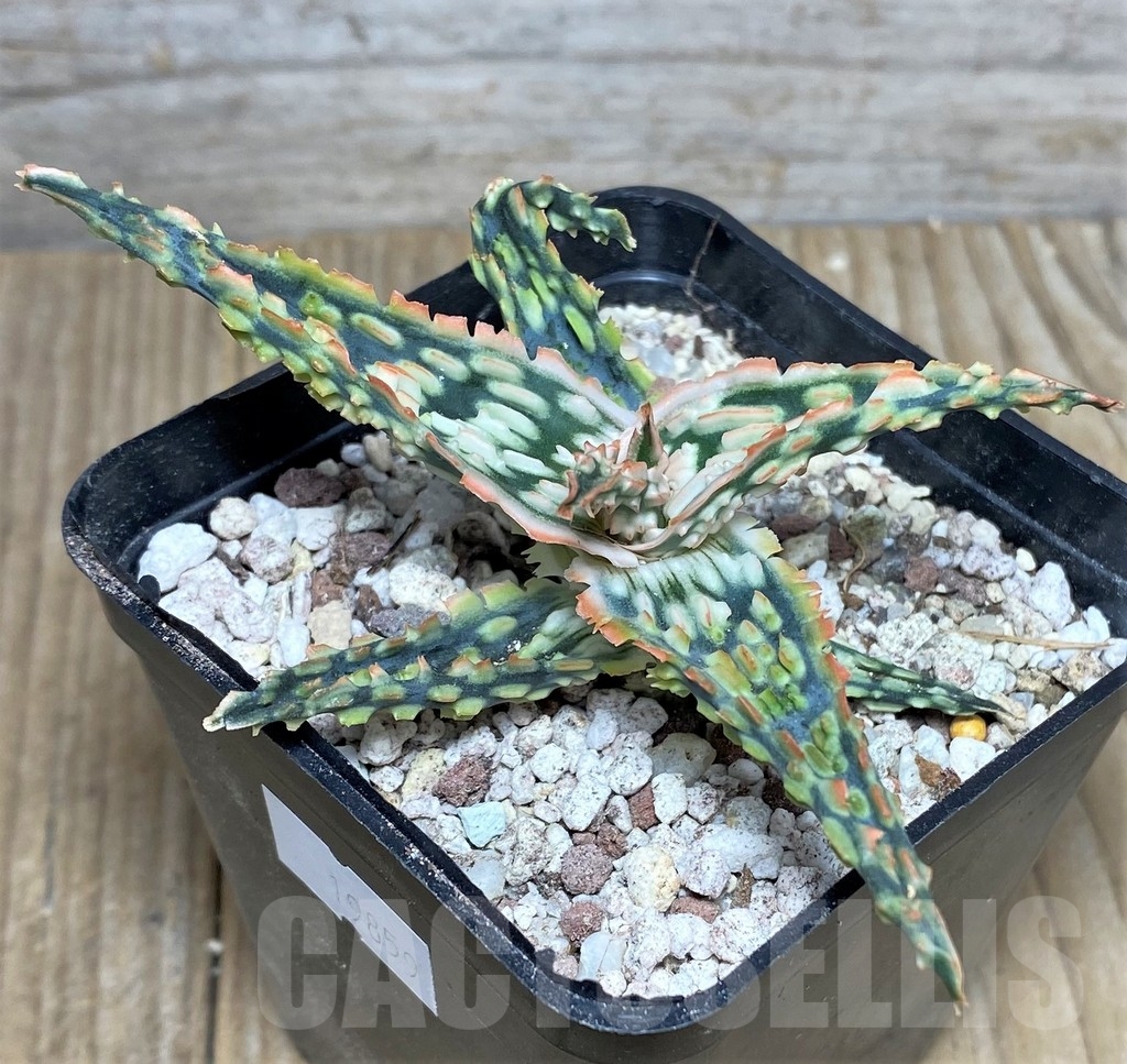 SHPR19859 Aloe TCT 100 Original - Image 2