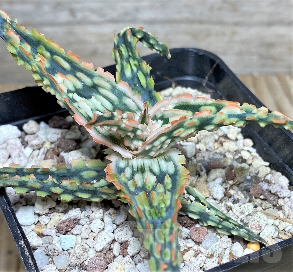 SHPR19859 Aloe TCT 100 Original