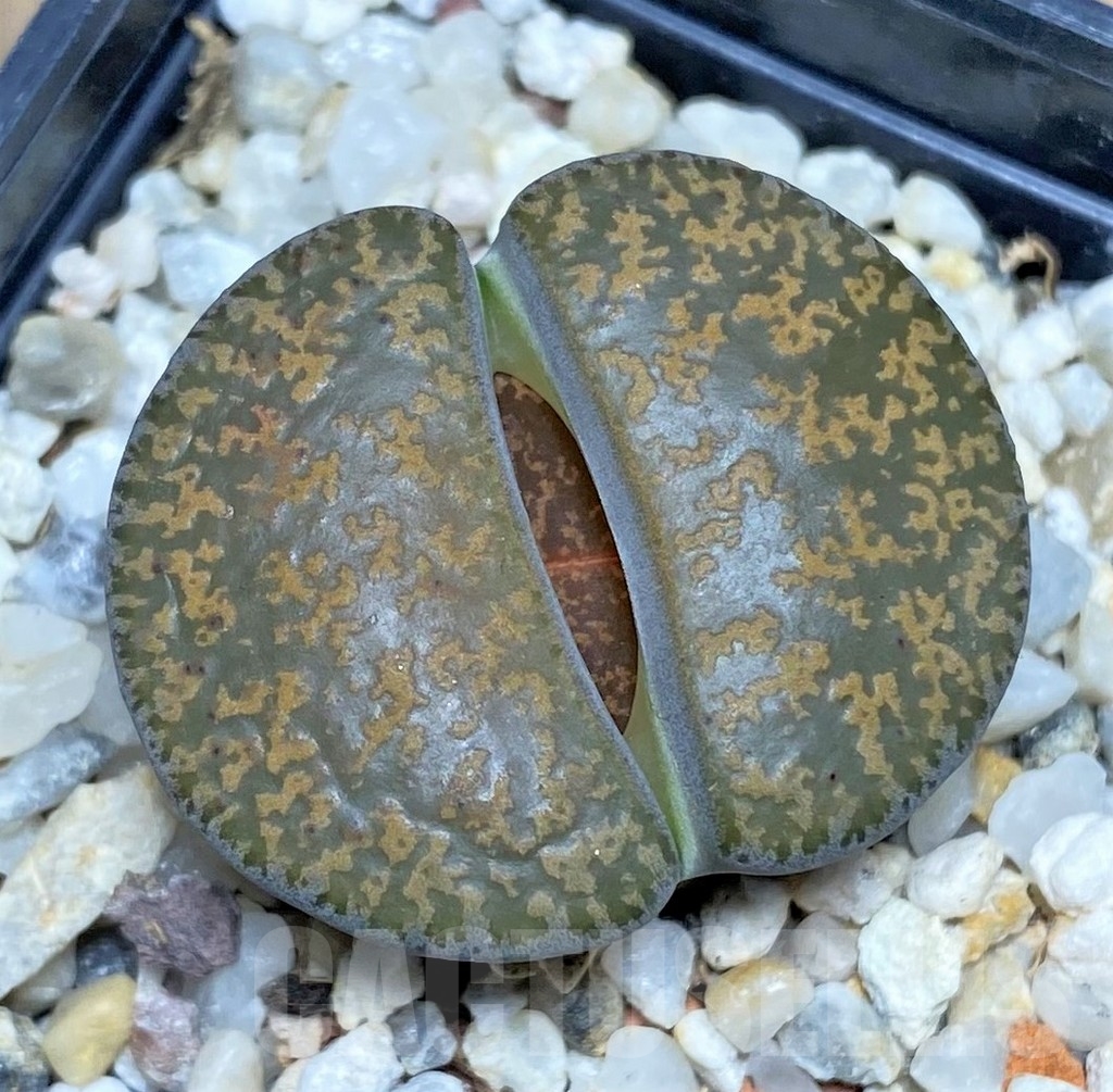 SHPR19924 Lithops lesliei C 014 -Kimberley-