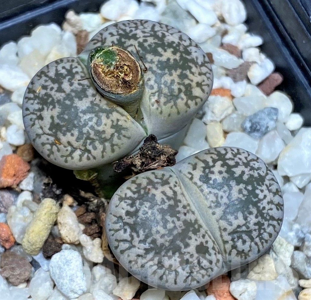 SHPR19925 Lithops lesliei C 341 -Kimberley-