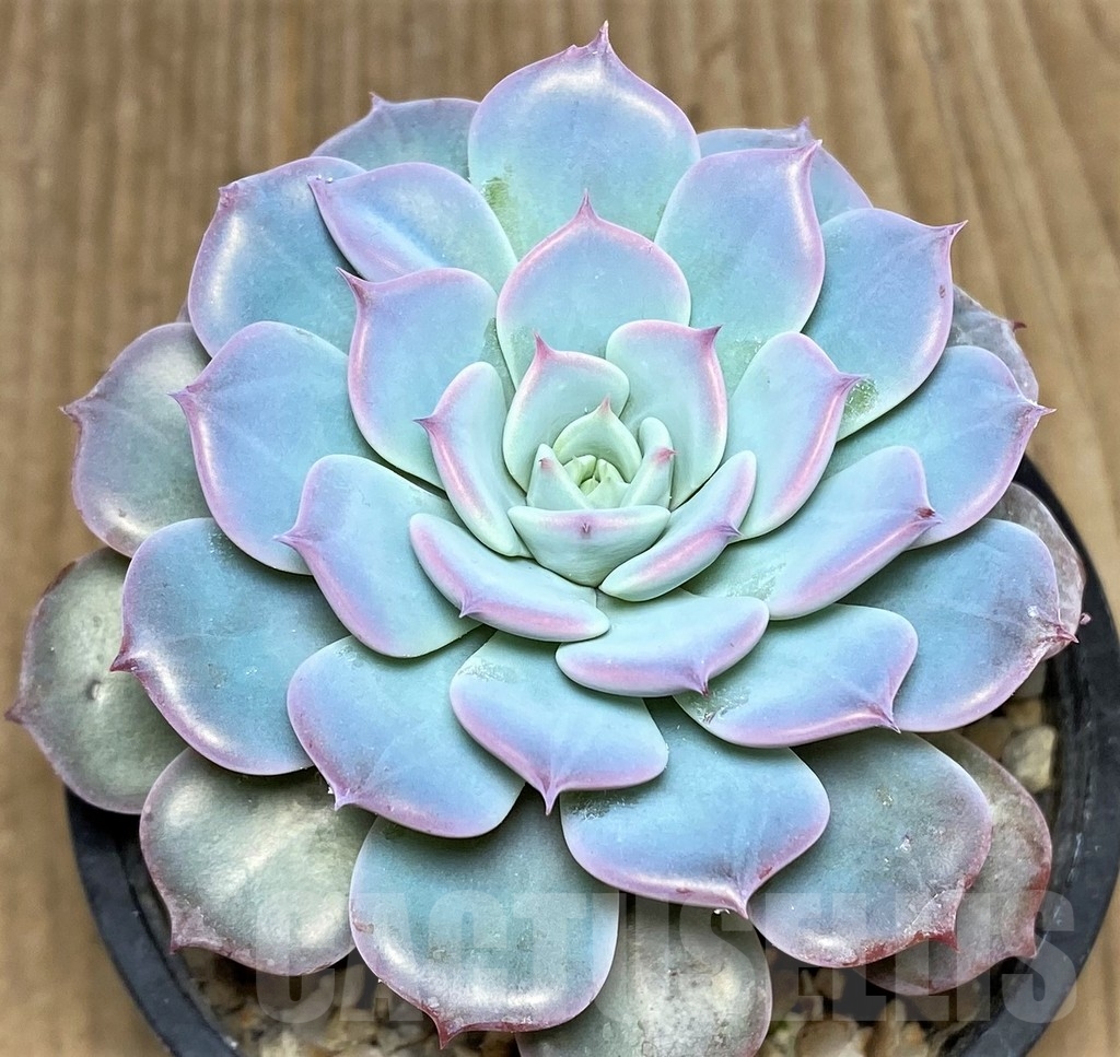 SHPR19994 Echeveria 'Lawrence'