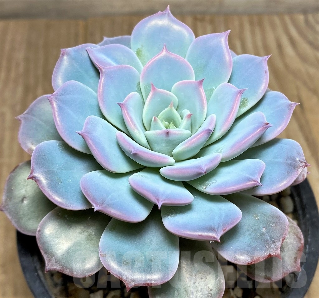 SHPR19994 Echeveria 'Lawrence' - Image 2