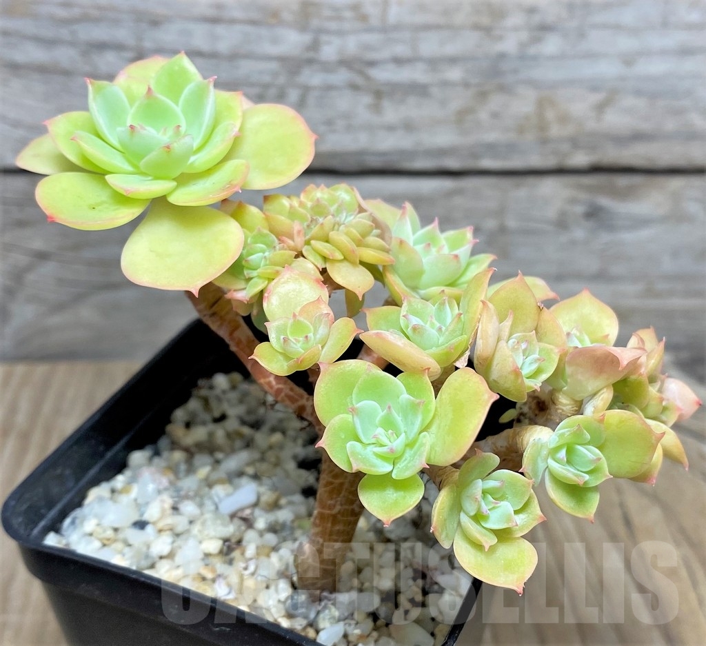 SHPR19995 Echeveria 'Ramillette' f. cristata