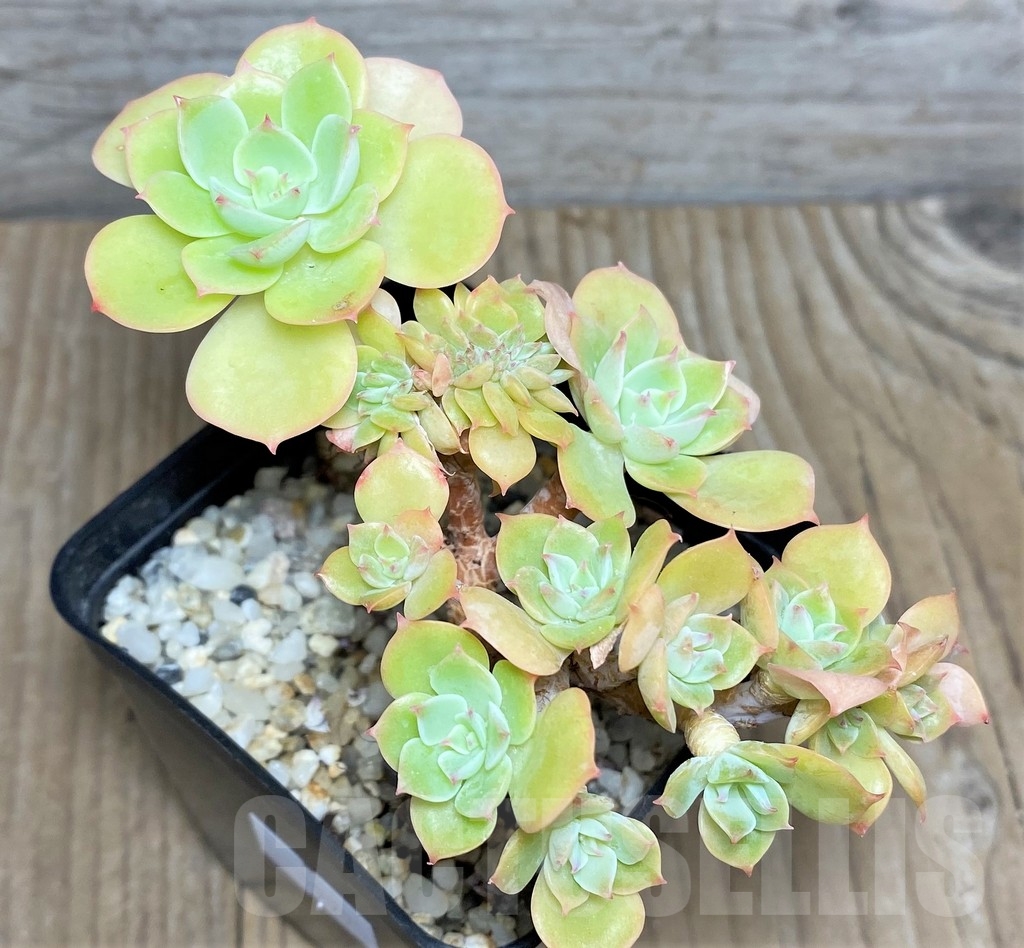 SHPR19995 Echeveria 'Ramillette' f. cristata - Image 2