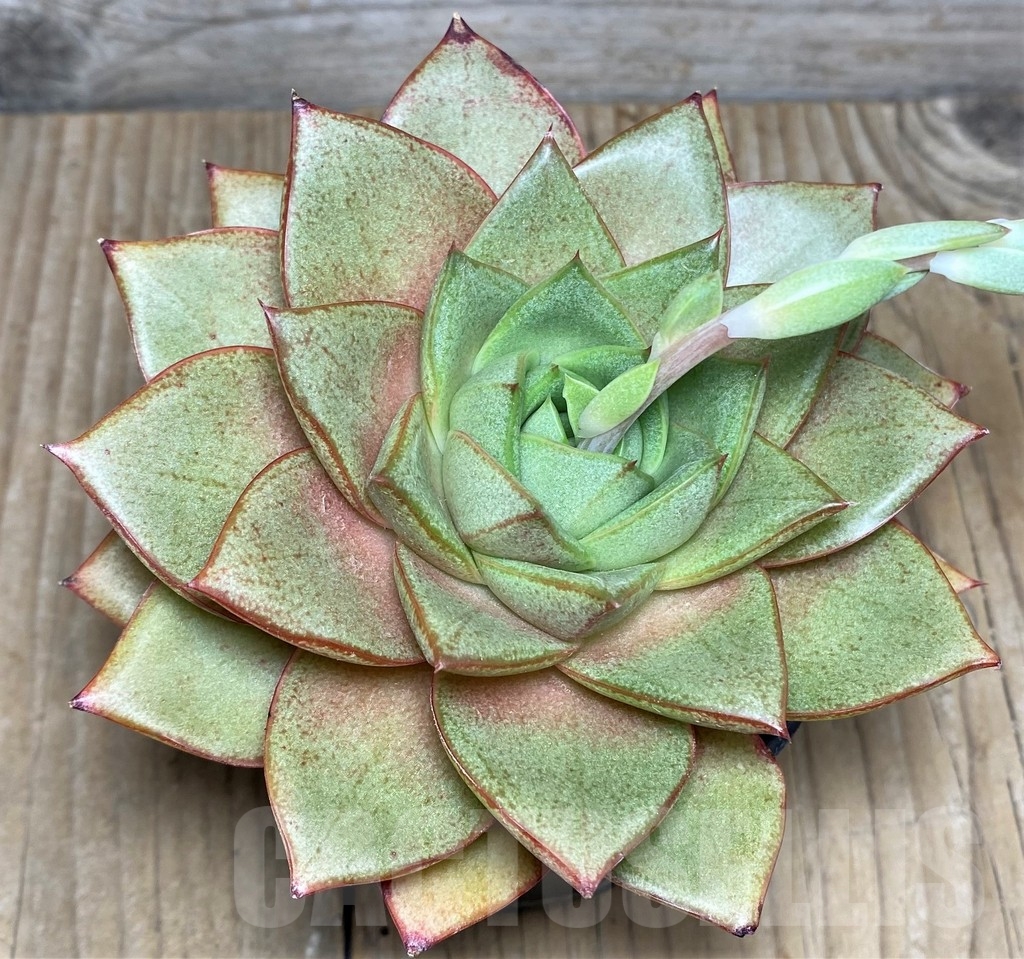 SHPR19996 Echeveria purpusorum hybrid - Image 2