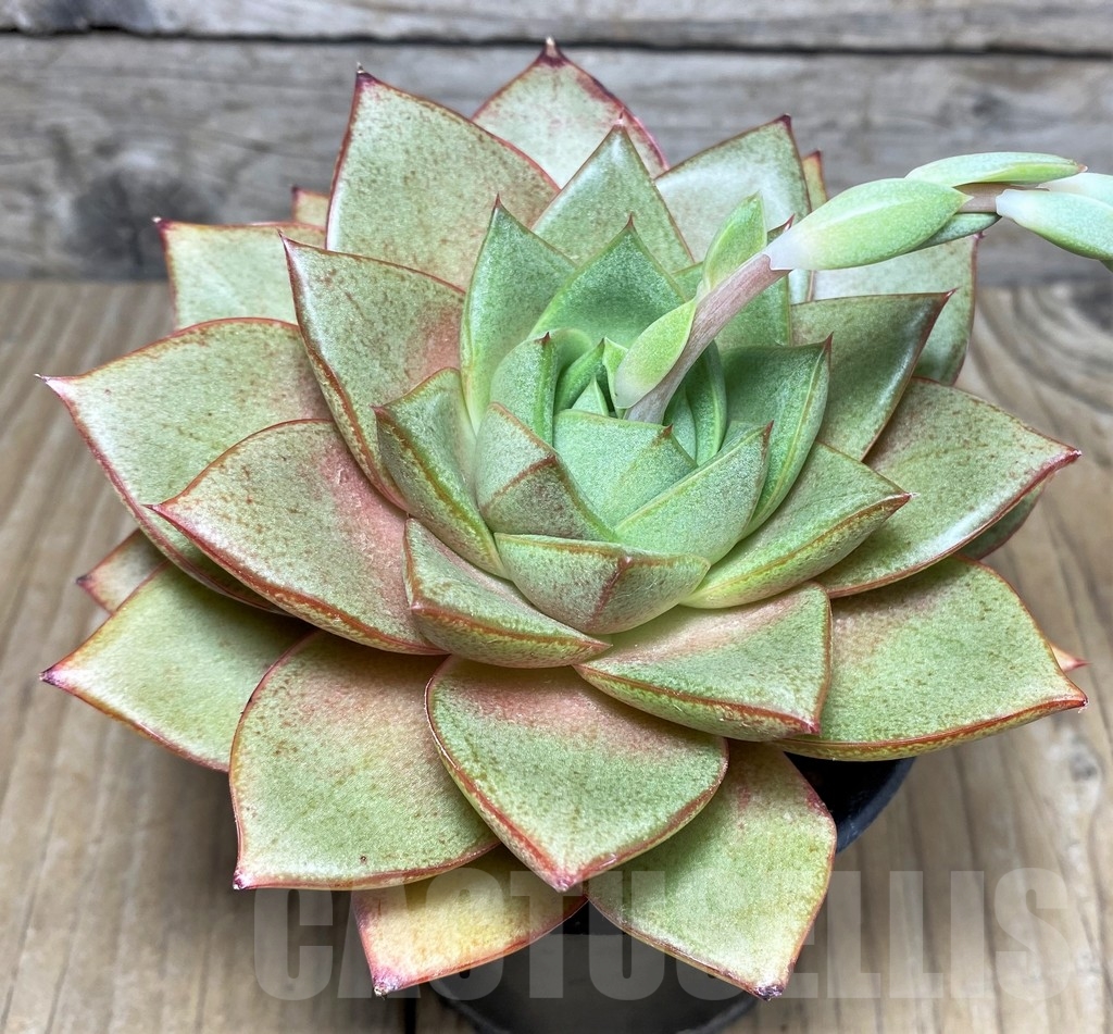 SHPR19996 Echeveria purpusorum hybrid