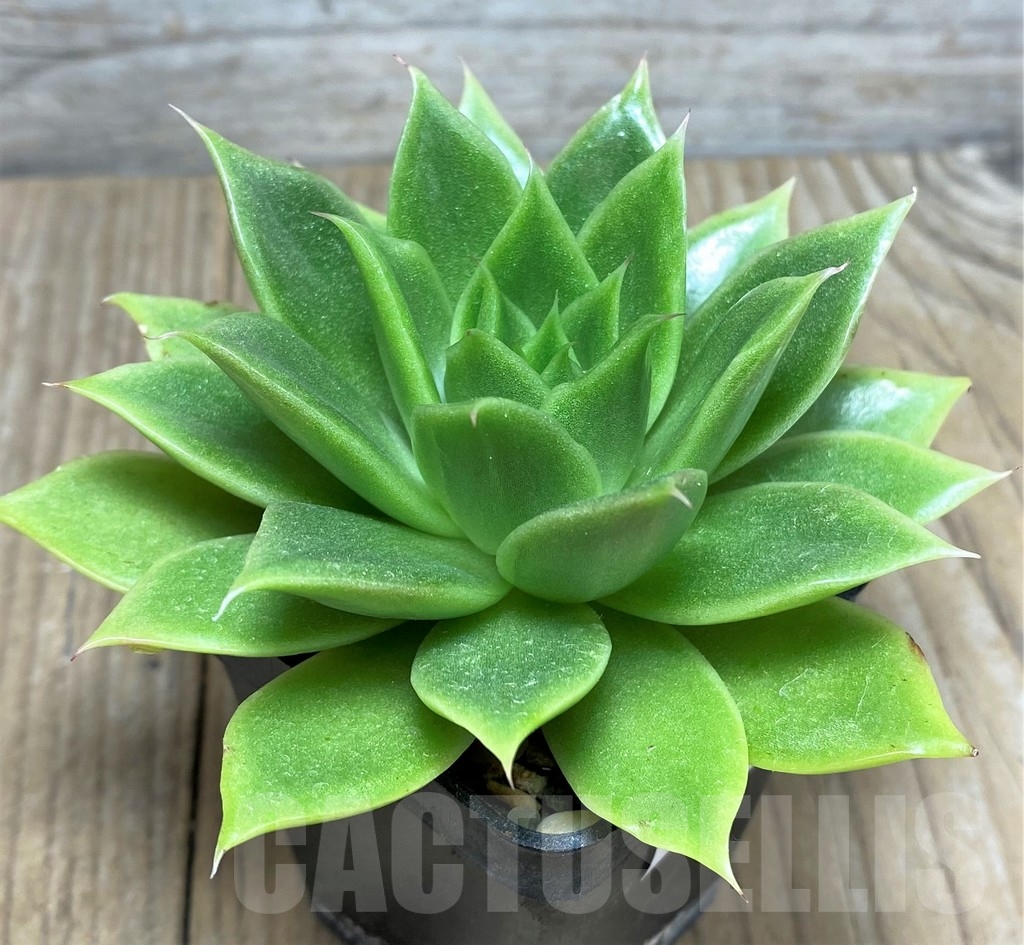 SHPR19997 Echeveria agavoides hybrid