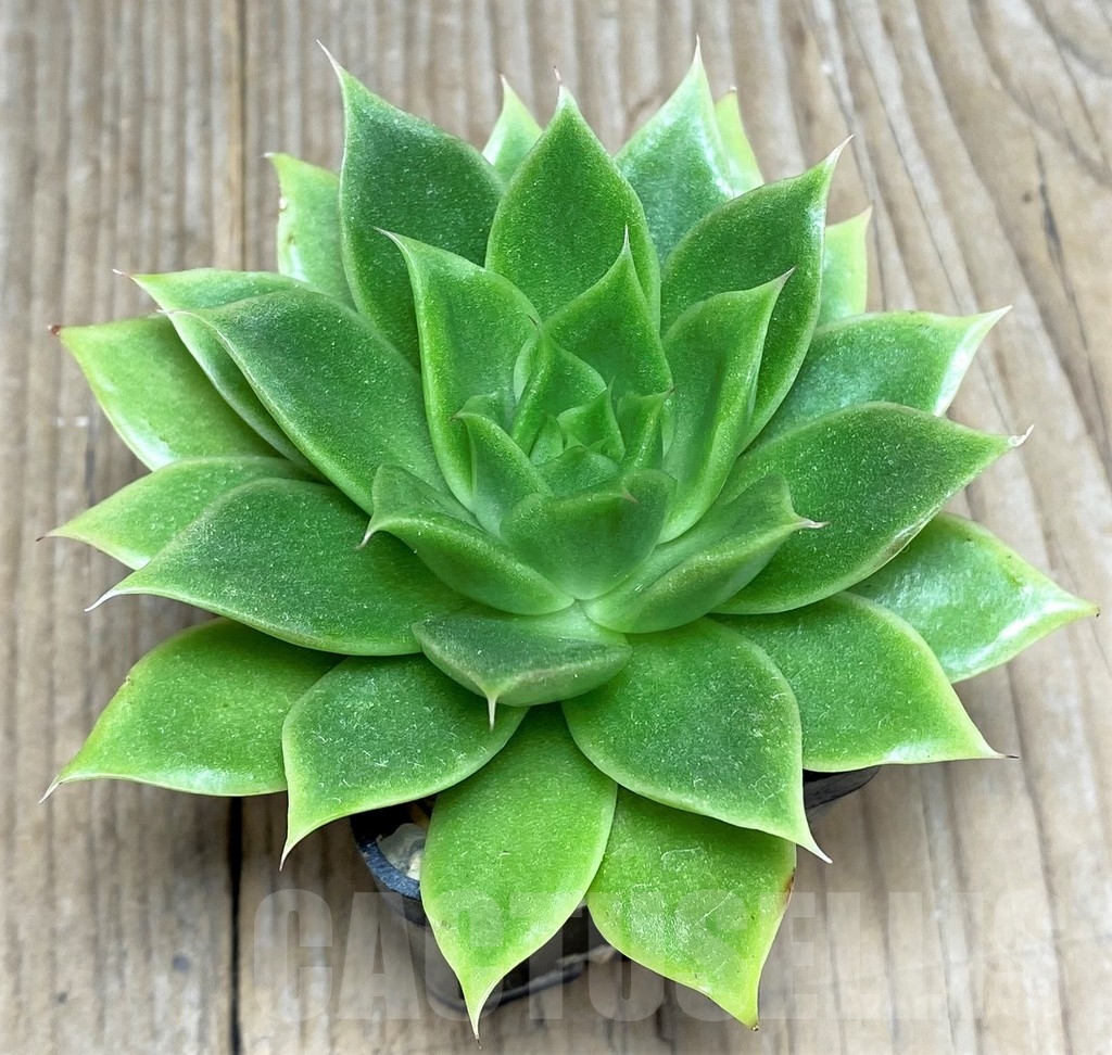 SHPR19997 Echeveria agavoides hybrid - Image 2