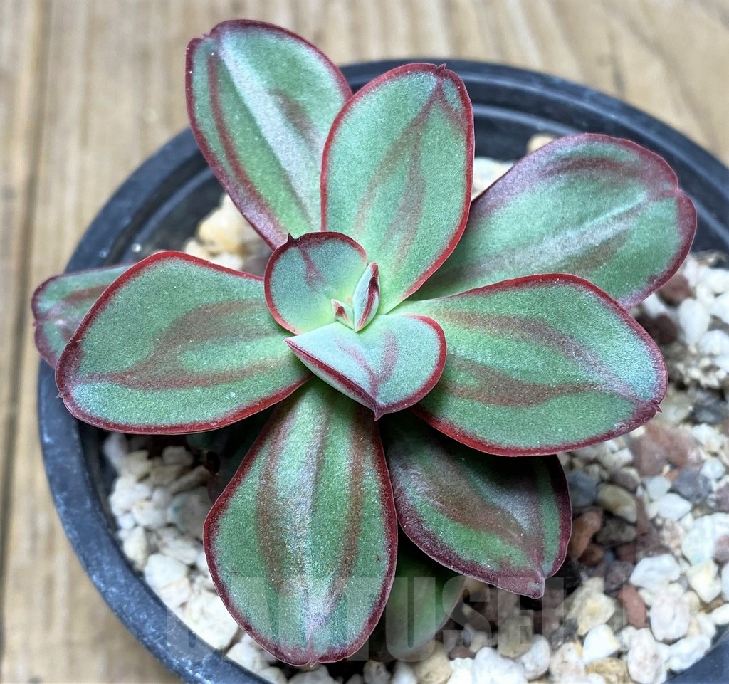 SHPR19999 Echeveria nodulosa