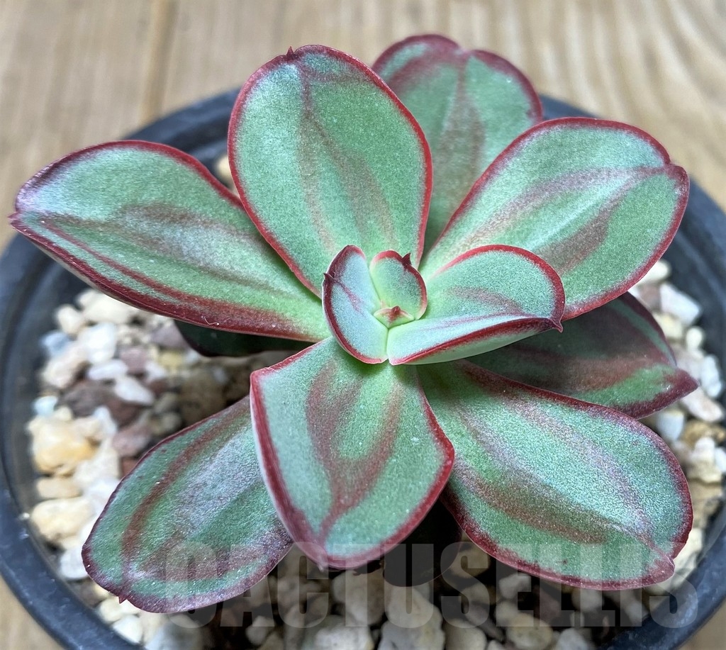 SHPR19999 Echeveria nodulosa - immagine 2