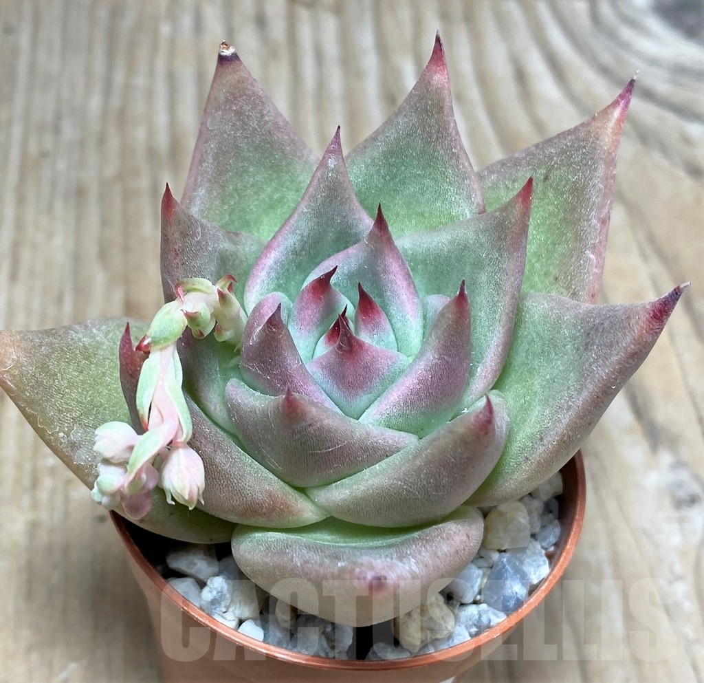 SHPR20000 Echeveria agavoides hybrid - immagine 3