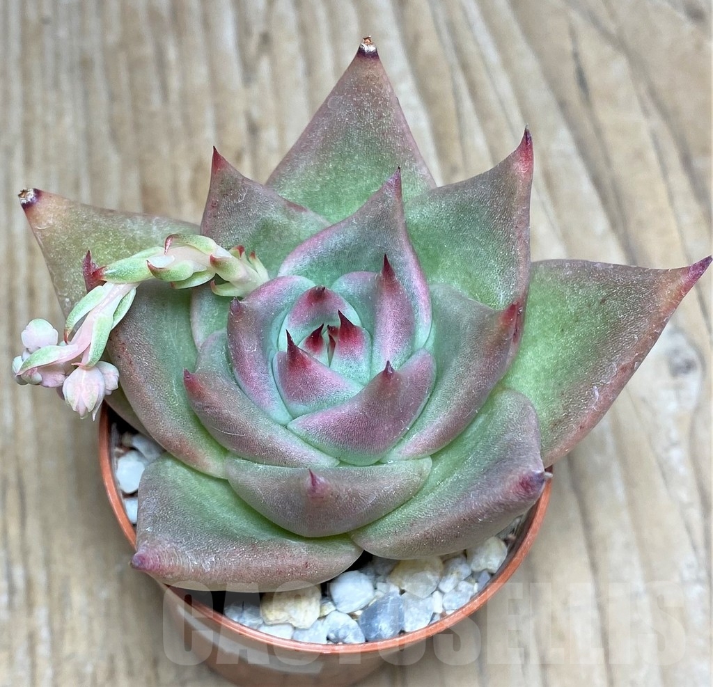 SHPR20000 Echeveria agavoides hybrid - immagine 2
